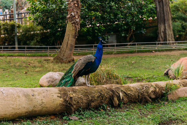 beautiful peafowl on tree trunk in zoological park, barcelona, spain - Photo, image
