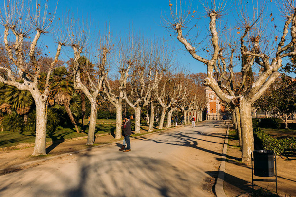 BARCELONA, SPAIN - DECEMBER 28, 2018: wide sunny alley with plane-trees and palms - Valokuva, kuva