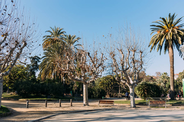 BARCELONA, SPAIN - DECEMBER 28, 2018: park landscape with plane-trees, palms and walking paths - Zdjęcie, obraz