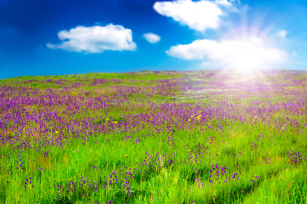 πεδίο με μοβ άνθη στο sunsrise - Φωτογραφία, εικόνα