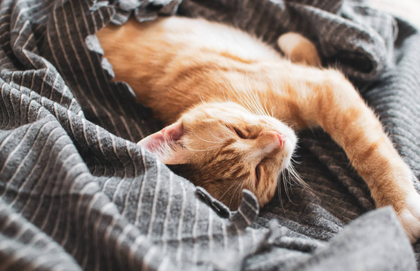 Lindo gatito jengibre durmiendo en manta gris, relajarse tiempo, tonificado foto, vendimia
 - Foto, Imagen