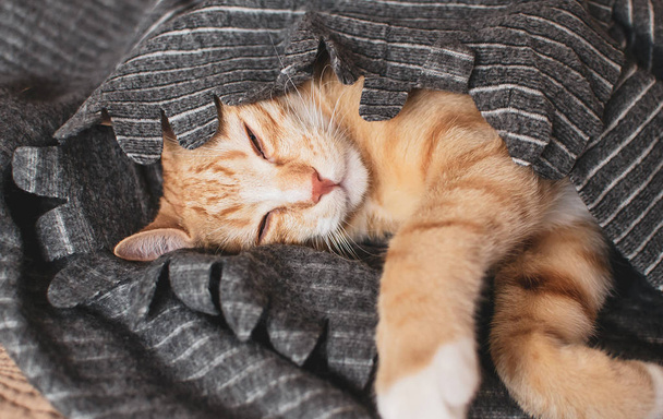 Cute little ginger kitten sleeping in gray blanket, relax time, toned photo, vintage - Foto, Bild