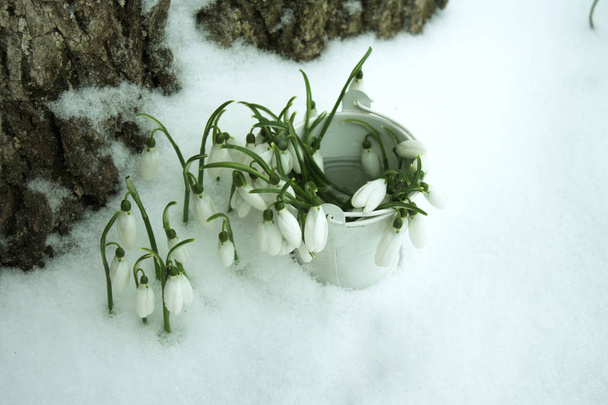 Snowdrops άνοιξη στο χιόνι στο δάσος - Φωτογραφία, εικόνα
