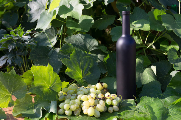 garrafa de vinho preto fica no fundo de folhas verdes de uvas e um monte de uvas
 - Foto, Imagem
