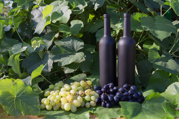 twee zwarte flessen wijn staat op de achtergrond van de groene bladeren van druiven en ernaast ligt een tros druiven - Foto, afbeelding