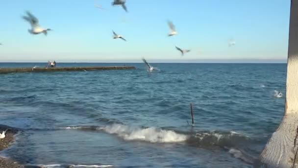 Sea gulls flying in the blue sunny sky over the coast Seagulls catching pieces of bread in flight - Footage, Video
