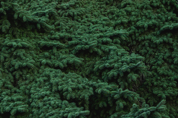 Christmas frame on the background of the Christmas tree, New Year theme - Valokuva, kuva