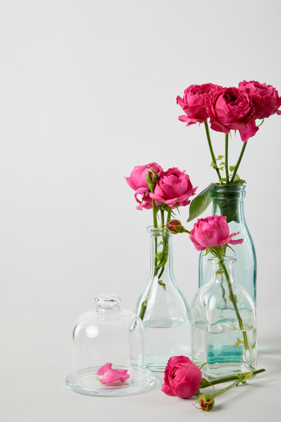 svěží růžové růže v průhledných lahvích izolované na bílém s kopií prostor - Fotografie, Obrázek
