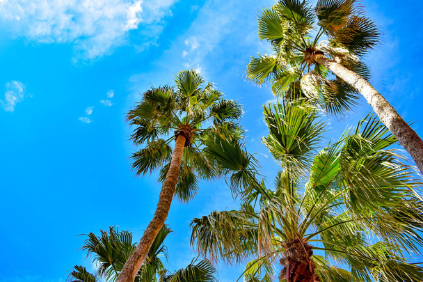 St. Pete Beach, Florida. January 25, 2019. Top view of palm trees on lightblue sky background in St. Pete Beach. - Fotó, kép