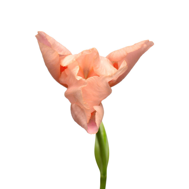 Hermosa flor de iris rosa aislada sobre fondo blanco. Semana Santa
. - Foto, Imagen