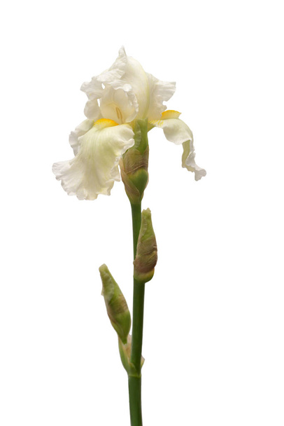 Creme Iris Blume isoliert auf weißem Hintergrund. Ostern. Sommer.  - Foto, Bild
