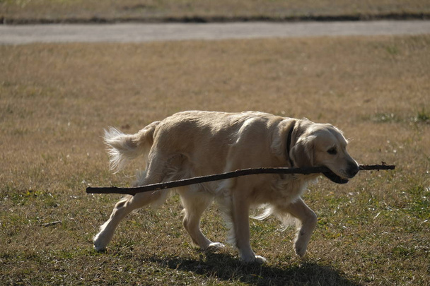 pes labrador retriever hraní nebo kousání klacek v slunečný den v parku. - Fotografie, Obrázek