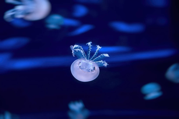 Jellyfish is flying in the aquarium. - 写真・画像