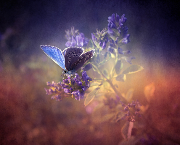 Vintage vlinder. - Foto, afbeelding