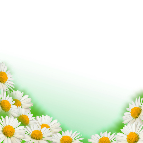 Background with daisies - Φωτογραφία, εικόνα