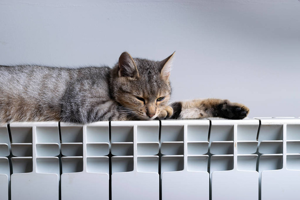 A tiger cat relaxing on a warm radiator - Photo, image