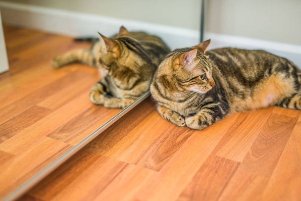 Красива коротке волосся кіт лежить на підлозі вдома
 - Фото, зображення