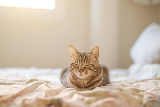 Όμορφη γάτα κοντά μαλλιά που βρίσκεται στο κρεβάτι στο σπίτι - Φωτογραφία, εικόνα