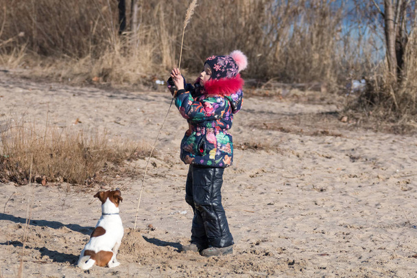 menina em chapéu e jaqueta no inverno joga na praia na areia com um cão da raça Jack Russell
 - Foto, Imagem