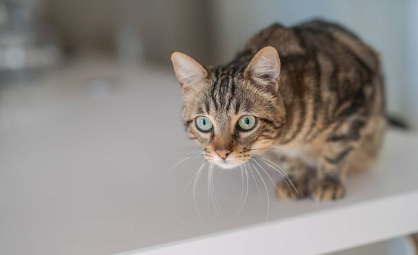 Bonito gato de cabelo curto olhando curioso e bisbilhotando em casa
 - Foto, Imagem