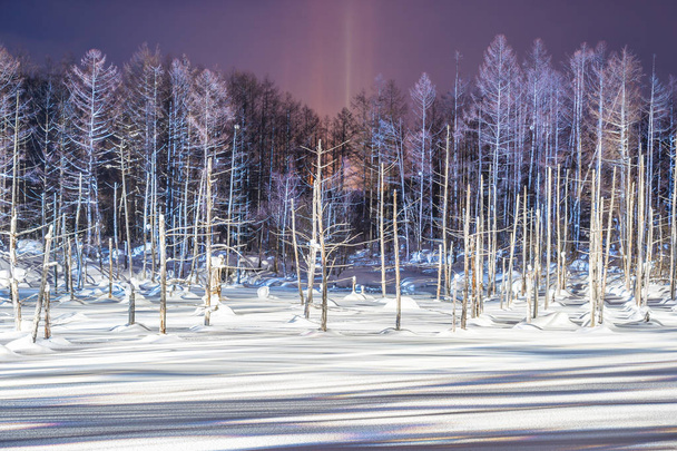 夜ライトアップされて雪の中で冬季北海道美瑛青い池川と美しい屋外風景 - 写真・画像