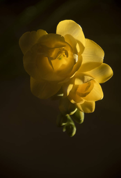 close up of fresh colorful flowers on dark background  - Foto, afbeelding