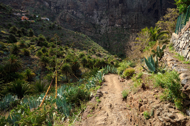 Krásná krajina Tenerife - vesnička Masca - Fotografie, Obrázek