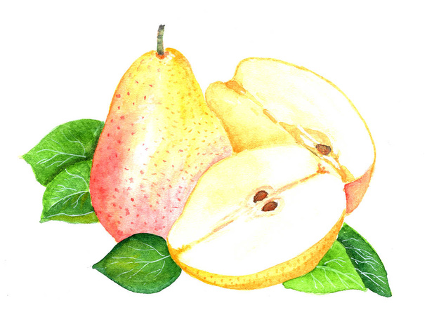 pear painted with watercolor - 写真・画像
