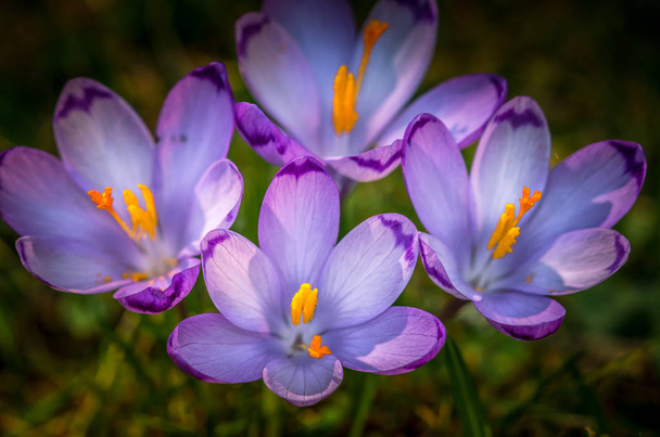 violette Blume in der Natur. - Foto, Bild
