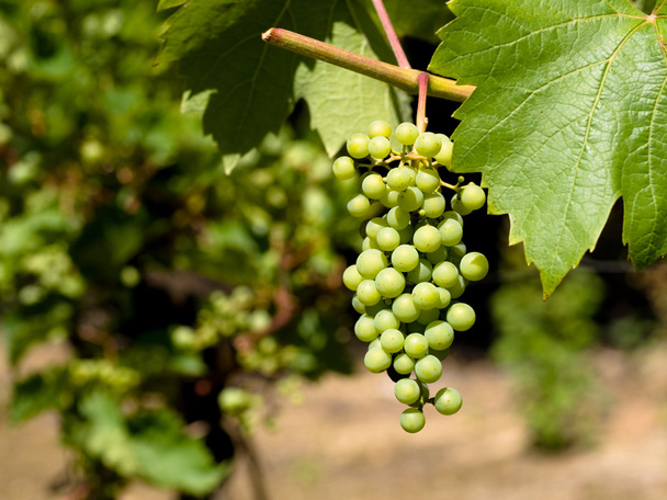 Wine grapes - Fotó, kép