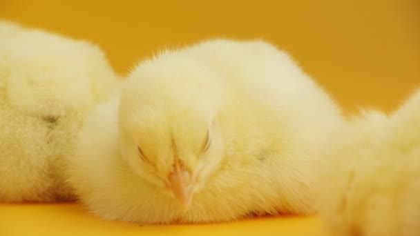Little chick is sleeping in front of orange background - Záběry, video