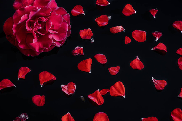 Red rose with patties on a black table - 写真・画像