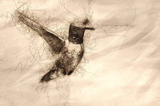 Colibri à tête noire avec lueur de gorge en vol
 - Photo, image