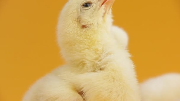 chicken - Filmmaterial, Video
