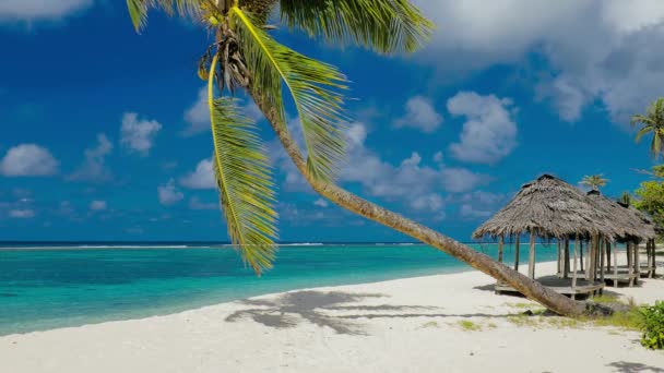 Tropikalne wibrujący naturalna plaża na wyspie Samoa z palmą i fale - Materiał filmowy, wideo