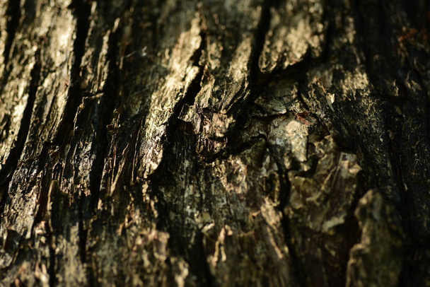 tree bark surface, abstract background - Фото, изображение