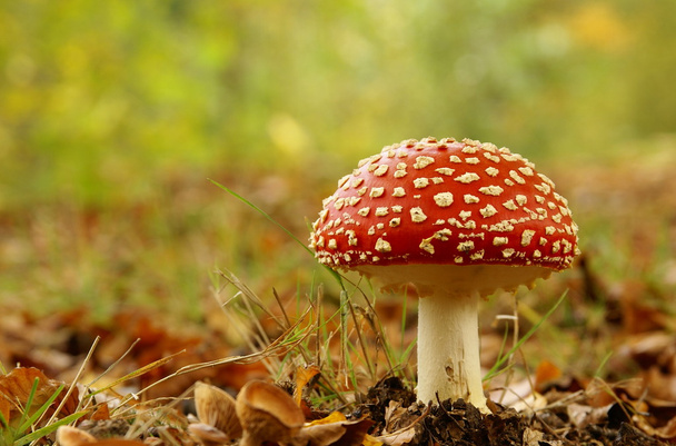 Червоний Стіпе гриб
 - Фото, зображення
