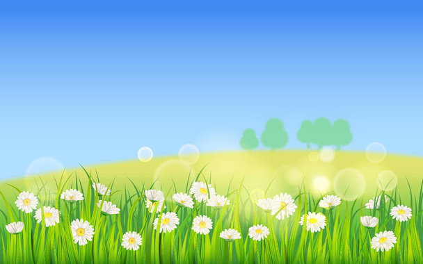 Fondo de plantilla Campo de primavera de flores de margaritas y hierba verde jugosa, prado, cielo azul, nubes blancas. Vector, ilustración, aislado, banner, volante
 - Vector, imagen