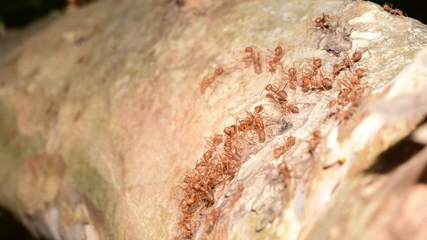 крупным планом снимок многих муравьев на дереве
 - Фото, изображение