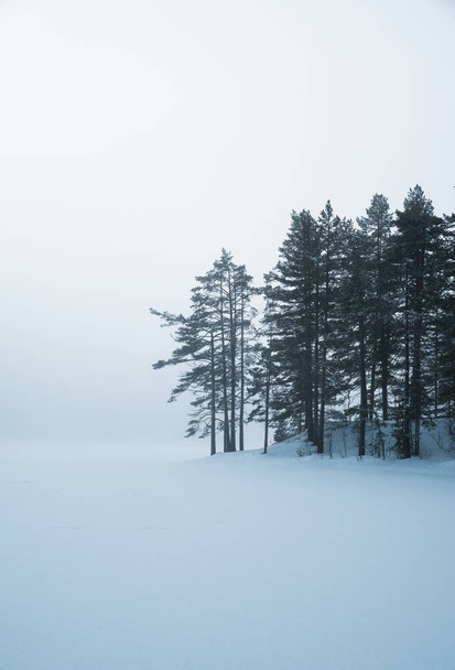 Moody forest during winter in Norway - Foto, Bild