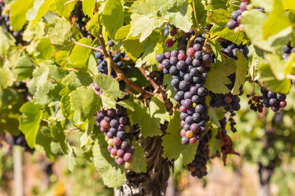 closeup of red grapes ripening on vine in organic vineyard at harvest time - Foto, Imagen