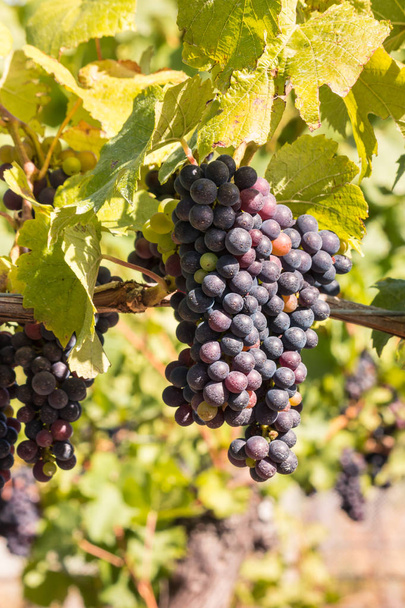 grappe ou pinot noir mûr sur vigne dans le vignoble
  - Photo, image