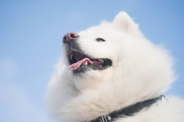  Fehér Szamojéd kutya szabadban  - Fotó, kép