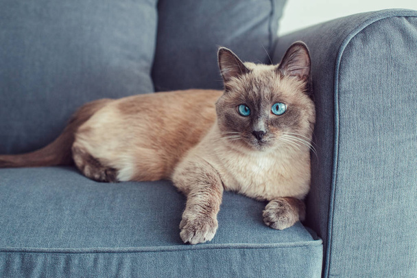 Beautiful colorpoint blue-eyed cat lying on couch sofa looking in camera. Fluffy hairy domestic pet with blue eyes relaxing indoors at home. Cross-eyed adorable furry animal - Photo, Image