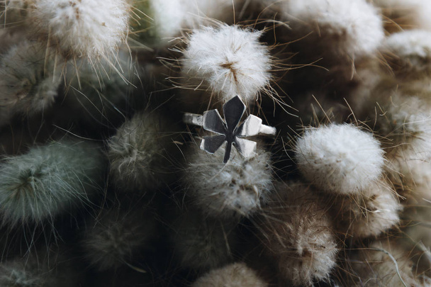 Chestnut leaf shape ring on dry flowers - Foto, Bild
