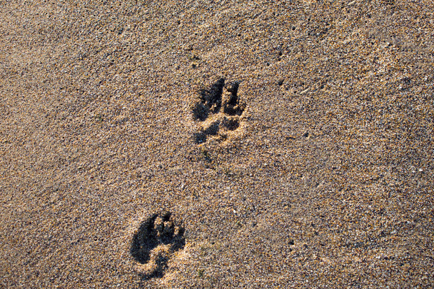 traces of paws  on the sand. dog tracks, human tracks - Photo, Image