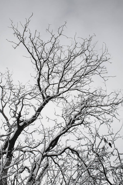 talvipuita. Mustia puita taivasta vasten. Musta oksat puita peitetty lumella. Siluetti puuta, puita. Postikortti, seinäpaperi, sisustus. Talvi, syyssatu. Kaunis luonto - Valokuva, kuva
