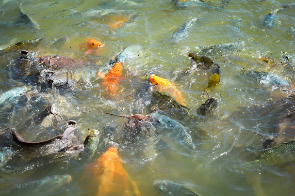 Arancione carpa dorata pesce tilapia e pesce gatto alimentazione cibo su wate
 - Foto, immagini