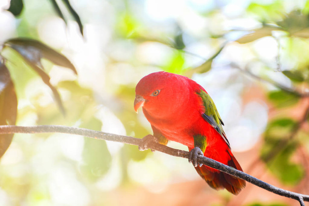 Червоний лор-папуга стоїть на гілці дерева горіхово-зеленої спини
 - Фото, зображення