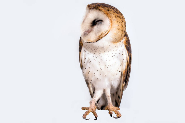 Pöllö kasvot korkealla resoluutiolla valkoisella taustalla
 - Valokuva, kuva